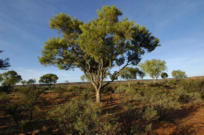 outback204