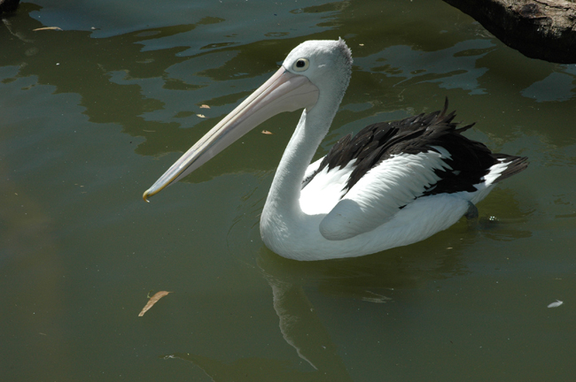 clelandwildlife049