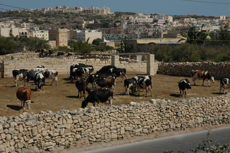 torrimamo_roof_cows